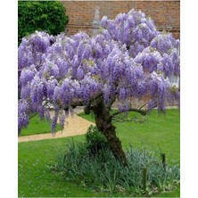 Serada Decor Plant Videolu Bol Çiçekli 1 Adet Mor Salkım Fidanı 20-50CM Saksılıtüplü (Wisteria Sapling)