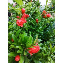Serada Decor Plant Videolu Bodur Süs Narı Çiçeği Fidanı 1 Adet Saksılı/ Tüplü 30-60CM Bahçe Bitkisi (Dwarf Pomegranate)