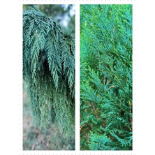 Serada Decor Plant Videolu Leylandi Bitkisi 35-50 cm Saksılı/tüplü Dış Mekan Ağaçları Cupressocyparis