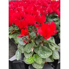 Serada Decor Plant Videolu Canlı Kırmızı Renk 1 Adet Sıklamen Çiçeği Saksılı 30-50CM (Red Cyclamen Flower)