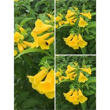 Serada Decor Plant Videolu Sarı Acem Borusu Çiçeği 3 Adet 40-60 cm Dış Mekan Bitkisi ( Yellow Campsis Grandiflora)