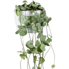 Serada Decor Plant Ceropegia Woodii Kalp Kalbe