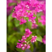 Serada Decor Plant Videolu 1 Adet Pembe Begonvil Çiçeği Fidanı 40-60 cm Saksılı Çiçekli Bodur Bitkiler Bougainvillea