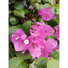 Serada Decor Plant Videolu 1 Adet Pembe Begonvil Çiçeği Fidanı 40-60 cm Saksılı Çiçekli Bodur Bitkiler Bougainvillea