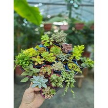Serada Decor Plant Videolu Karışık Sukulent Kaktüs Seti 3 Adet Saksılı 5-10CM Özel Tür(Haworthia Fasciata)