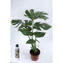 Serada Decor Plant Deve Tabanı Çiçeği Besin Hediyeli Monstera Deliciosa