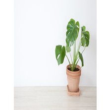 Serada Decor Plant Deve Tabanı Çiçeği Besin Hediyeli Monstera Deliciosa Iç Mekan Bitkisi