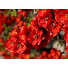 Serada Decor Plant Videolu Kırmızı Bahar Dalı Çiçeği Fidanı 40-60 cm Saksılı Çiçekli Bodur Bitkiler Red Spring Branch