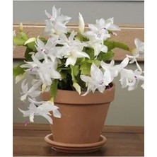 Serada Decor Plant Videolu Beyaz Yılbaşı Çiçeği Fidanı 20-30 cm Saksılı Çiçekli Bodur Bitkiler White Zygocactus