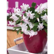 Serada Decor Plant Videolu Beyaz Yılbaşı Çiçeği Fidanı 20-30 cm Saksılı Çiçekli Bodur Bitkiler White Zygocactus