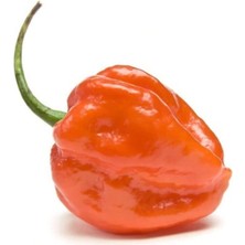 Serada Decor Plant Çok Acı Habanero Biberi Tohumu 5 Adet Tohum Biber Tohumu