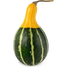 Serada Decor Plant Sarı Yeşil Kabak Tohumu 5 Adet Tohum Süs Kabağı