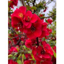 Serada Decor Plant Videolu Kırmızı Bahardalı Çiçeği Fidanı 1 Adet Saksılı 40-60 cm Japon Ayvası (Chaenomeles Japonica )