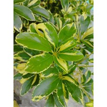 Serada Decor Plant Videolu 1 Adet Alacalı Şeflera Çiçeği 80-90 cm Saksılı/tüplü Iç Mekan Bitkileri (Schefflera)