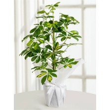 Serada Decor Plant Videolu 1 Adet Alacalı Yapraklı Şeflera Çiçeği 40-110 cm Saksılı Iç Mekan Bitkileri Schefflera