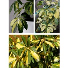 Serada Decor Plant Videolu 2 Dal Alacalı Şeflera Çiçeği 45-80 cm Saksılı Iç Mekan Bitkileri (Schefflera)