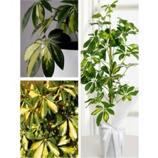 Serada Decor Plant Videolu Tek Dal Alacalı Şeflera Çiçeği 45-90 cm Saksılı Iç Mekan Bitkileri Schefflera