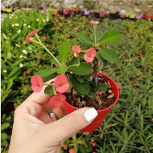 Serada Decor Plant Videolu Milli Dikenler Tacı (5 55 Cm) Saksılı Kaktüs Eubhorbia