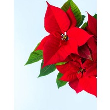 Serada Decor Plant Videolu Atatürk Çiçeği Hediyelik Canlı Özel Gün Çiçeği 1 Adet Saksılı 40-70 cm (Poinsettia)