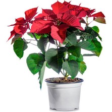 Serada Decor Plant Videolu Atatürk Çiçeği Hediyelik Canlı Özel Gün Çiçeği 1 Adet Saksılı 40-70 cm (Poinsettia)