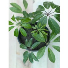 Serada Decor Plant Videolu 1 Adet Tek Dalşeflera Çiçeği Bitkisi 50-95 cm Saksılı Iç Mekan Bitkileri Schefflera