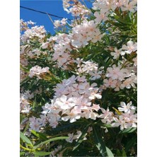 Serada Decor Plant Videolu Zakkum Çiçegi Fidanı Beyaz Renkli (80 100CM) 1 Adet Tüplü Dış Mekan Bitkisi White Oleander