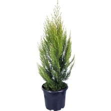 Serada Decor Plant Videolu Özel Limoni Salon Çamı 30-50 cm Saksılı/tüplü Dış Mekan Ağaçları Norfolk Island Pine