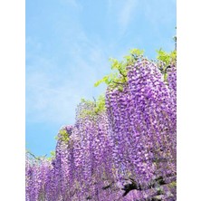 Serada Decor Plant Videolu Mor Salkım 50-60 Saksılı/tüplü Dış Mekan Sarmaşık Bitkileri Wisteria