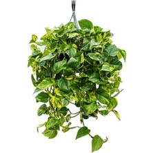 Serada Decor Plant Patos Sarmaşık Askılı