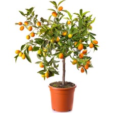 Serada Decor Plant Kumkuat Ağacı Kamkat Ağacı Meyveli Bodur 50 cm