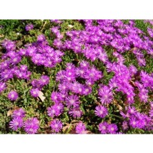 Serada Decor Plant Videolu 10 Adet Acem Halısı Çiçeği Fidanı 5-15 cm Tüplü Çiçekli Bodur Drosanthemum Floribundum