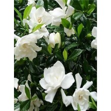 Serada Decor Plant Videolu Hoş Kokulu Salon Bitkisi 1 Adet Gardenya Çiçeği Saksılı 30-45CM (Gardenia Flower)
