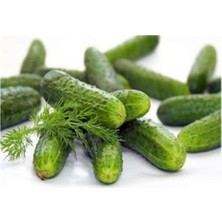 Serada Decor Plant Kornişon Salatalık 30+ Tohum Bol Verimli