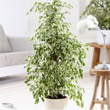 Serada Decor Plant Benjamin Starlight Bitkisi (Alaca Yapraklı) 70-80CM