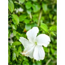 Serada Decor Plant Videolu 3 Adet Beyaz Japon Gülü Çiçeği Fidanı 40-60 Saksılı Çiçekli Bodur White Japanese Rose