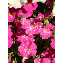 Serada Decor Plant Videolu Pembe Renkli 1 Adet Çilli Petunya Fidanı 30-60CM Askılı Saksılı (Speckled Petunia )