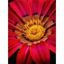 Serada Decor Plant Videolu 10'lu Kırmızı Gazanya Koyun Gözü Çiçeği Fidanı 25-40 cm Saksılı Çiçekli Bodur Gazania