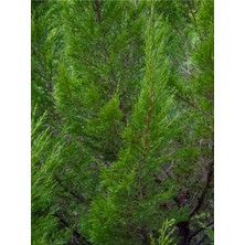 Serada Decor Plant Videolu Yeşil Leylandi Bitkisi Fidanı 70-110 cm Tüplü Dış Mekan Ağaçları Cupressocyparis