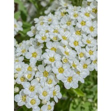 Serada Decor Plant Videolu Beyaz Ispirya Çiçeği Fidan 3 Adet Saksılı/ Tüplü 50-70 cm Bahçe Bitkisi (Spirea)