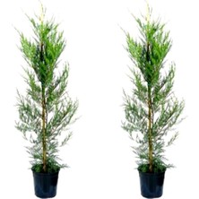 Serada Decor Plant Videolu Leylandi Çit Bitkisi 2 Adet Saksılı/ Tüplü 20-40CM (Cupressocyparis Leylandii)