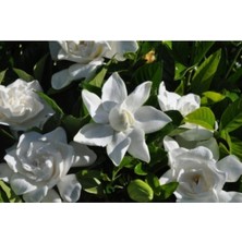 Serada Decor Plant Gardenya Çiçeği Fidanı