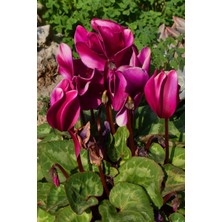 Serada Decor Plant Videolu Bordo Sıklamen Çiçeği Fidanı 25-35 cm Saksılı Çiçekli Bodur Bitkiler Cyclemen