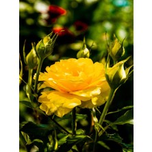 Serada Decor Plant Videolu Sarı Renkli 1 Adet Bulgar Gülü Çiçeği Fidanı 30-60CM Saksılı (Bulgarian Rose Sapling)