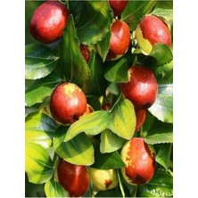 Serada Decor Plant Videolu Özel Hünnap Fidanı 80-110 cm Saksılı Çiçekli Bodur Bitkiler (Medlar)