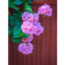 Serada Decor Plant Videolu Toz Pembe Sakız Sardunya Sarkan 1 Adet Saksılı 30-50CM Teras Bitkisi (Pelargonium Peltatum)