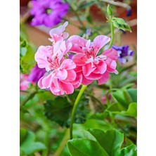 Serada Decor Plant Videolu Toz Pembe Sakız Sardunya Sarkan 1 Adet Saksılı 30-50CM Teras Bitkisi (Pelargonium Peltatum)