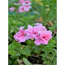 Serada Decor Plant Videolu Toz Pembe Sakız Sardunya Sarkan 1 Adet Saksılı 30-50CM Teras Bitkisi (Pelargonium Peltatum)