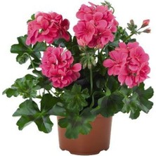 Serada Decor Plant Videolu Toz Pembe Sakız Sardunya Sarkan 1 Adet Saksılı 30-50CM Teras Bitkisi (Pelargonium Peltatum)