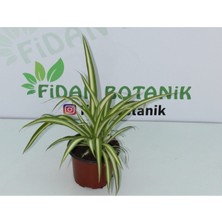 Serada Decor Plant Kurdele