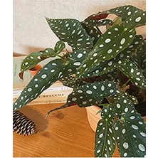 Serada Decor Plant Begonia Maculata - Çilli Begonya Saksılı